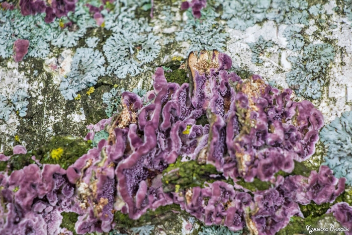 Chondrostereum purpureum