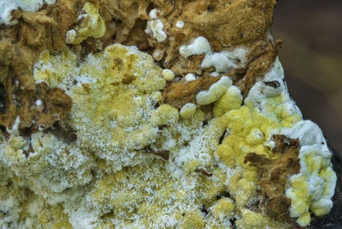 Триходерма гипокрея