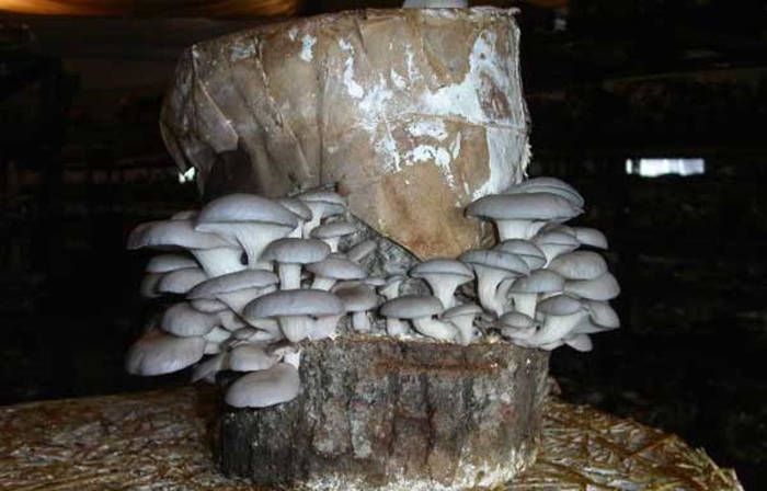 Вешенка гриб