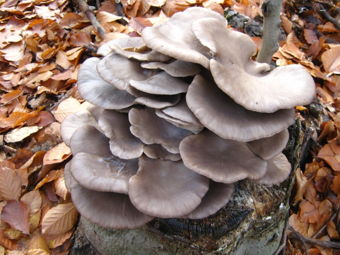 Pleurotus ostreatus