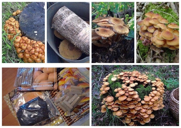 Пеньковые опята съедобные