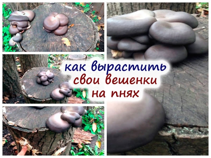 Гриб вешенка