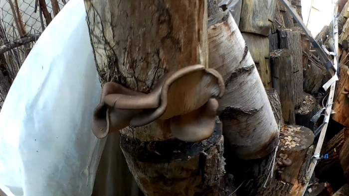 Вешенки на пнях