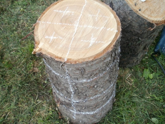 Мицелий вешенки на пеньках