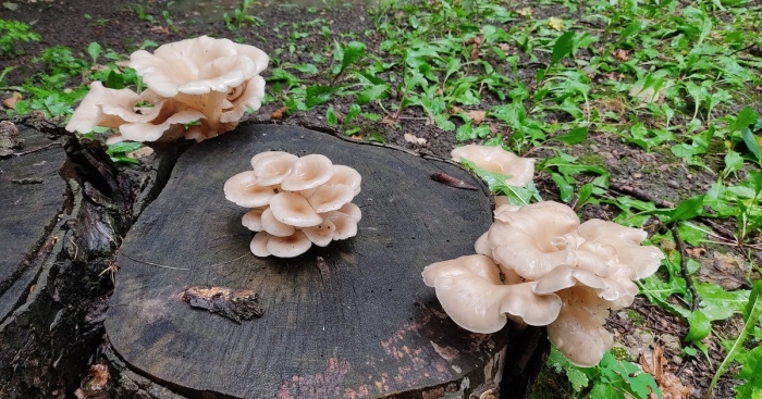 Вешенка обыкновенная