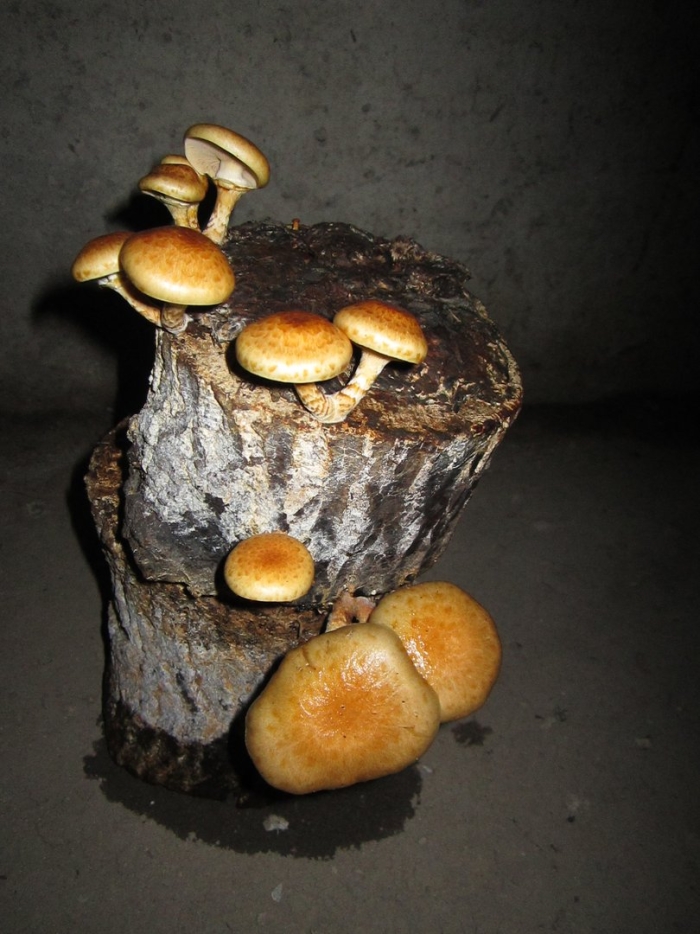 Мицелий опенок