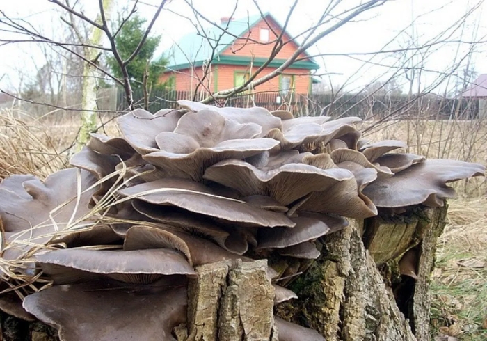 Вешенка полевая