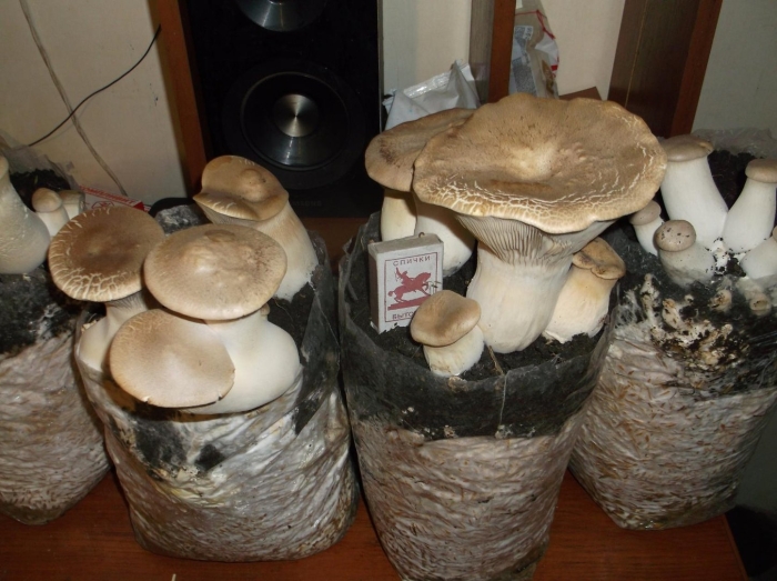 Еринги королевская вешенка