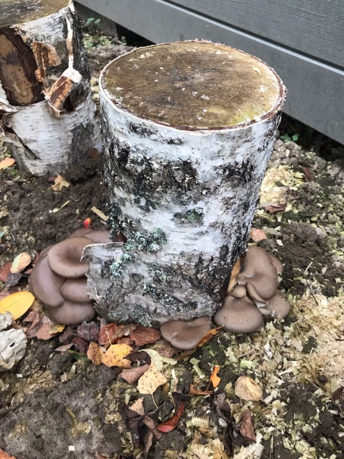 Вешенка на пнях