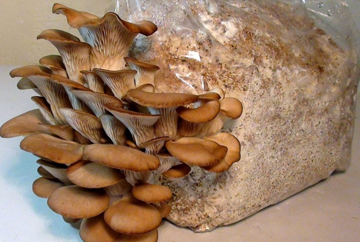 Мицелий вешенка обыкновенная