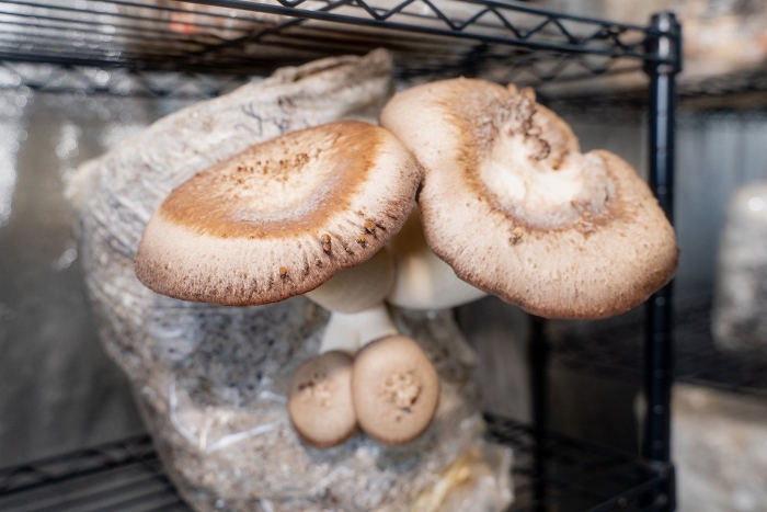 Shiitake mushroom