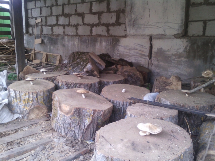 Колода для рубки дров