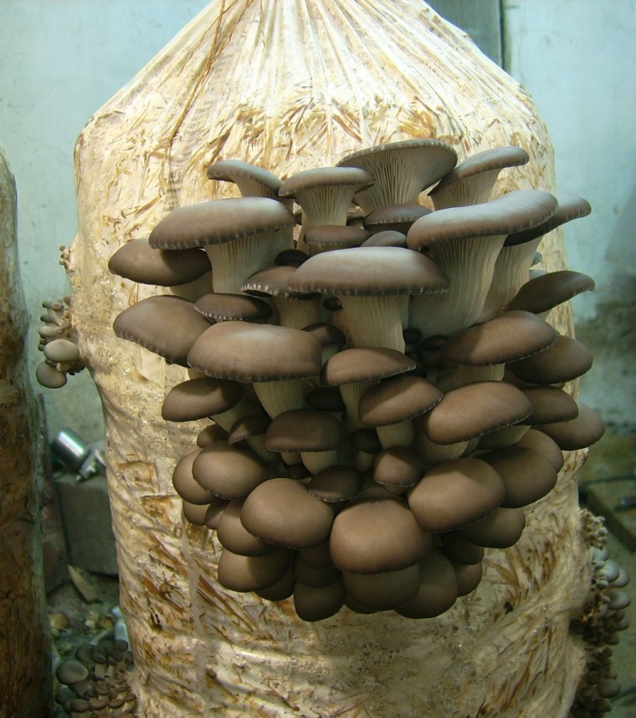 Примордии вешенки