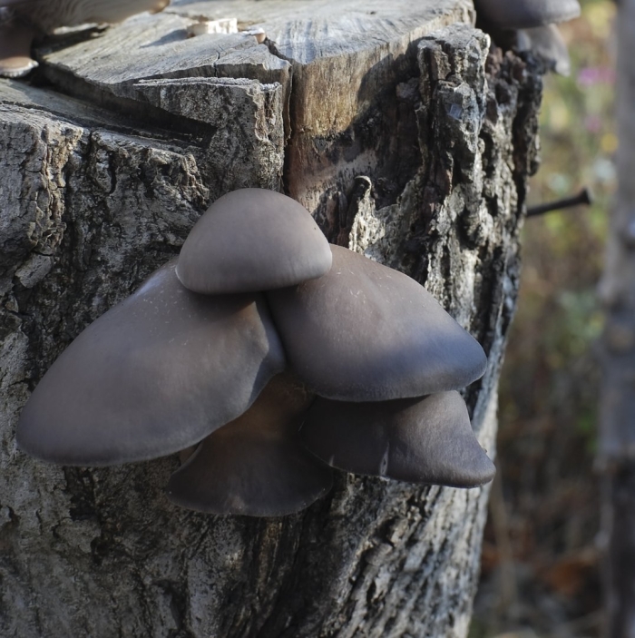 Вёшенка обыкновенная гриб