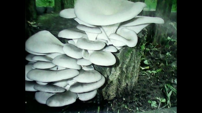 Гриб вешенка обыкновенная