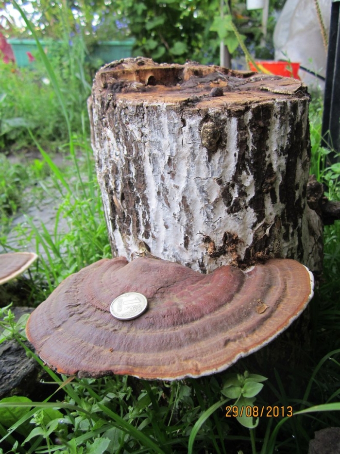 Мицелий рейши