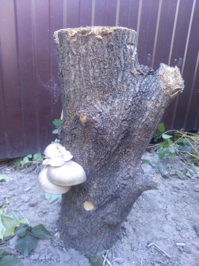 Королевская вешенка на пеньках