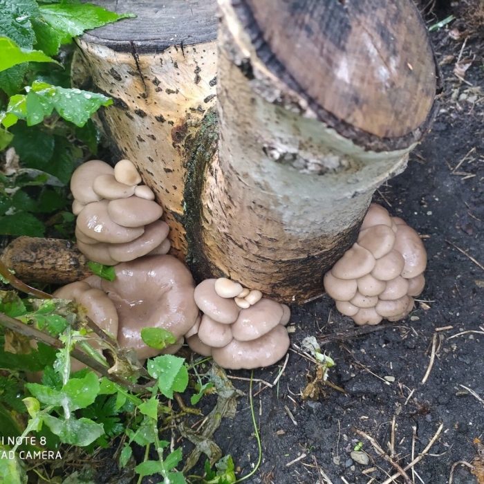 Вешенка королевская на пнях