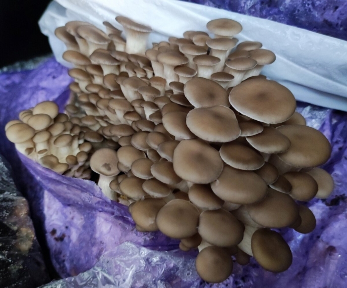 Мицелий вешенка обыкновенная
