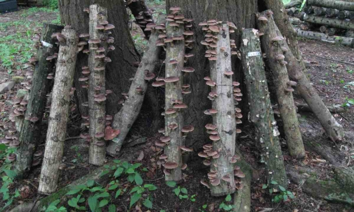Выращивание грибов в домашних условиях для новичков