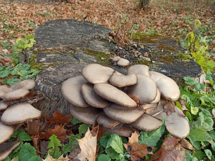 Вёшенка обыкновенная съедобные грибы