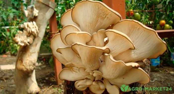Pleurotus ostreatus