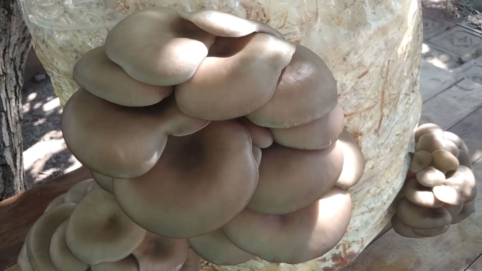 Выращивание вешенок в домашних условиях