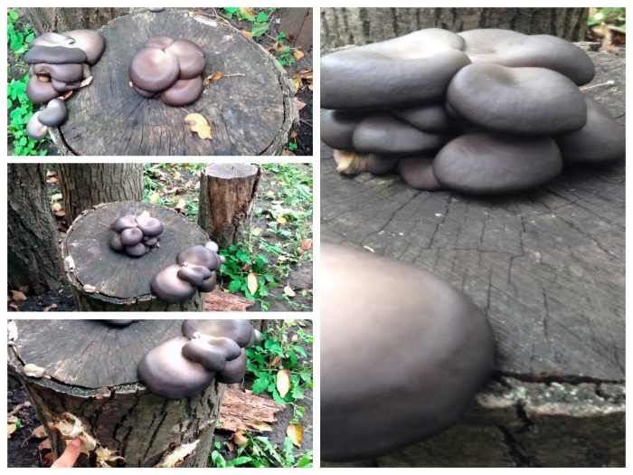 Вёшенка устричная pleurotus ostreatus