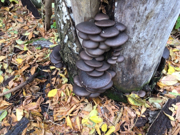 Юнона грибы вешенка