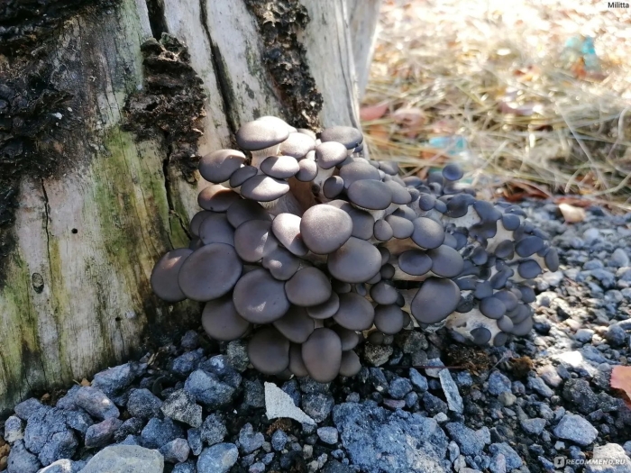 Грибы вешенка темная