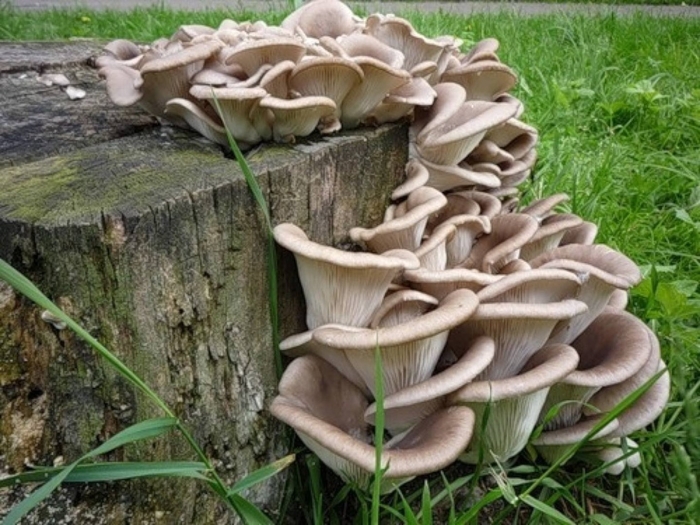 Вёшенка устричная pleurotus ostreatus