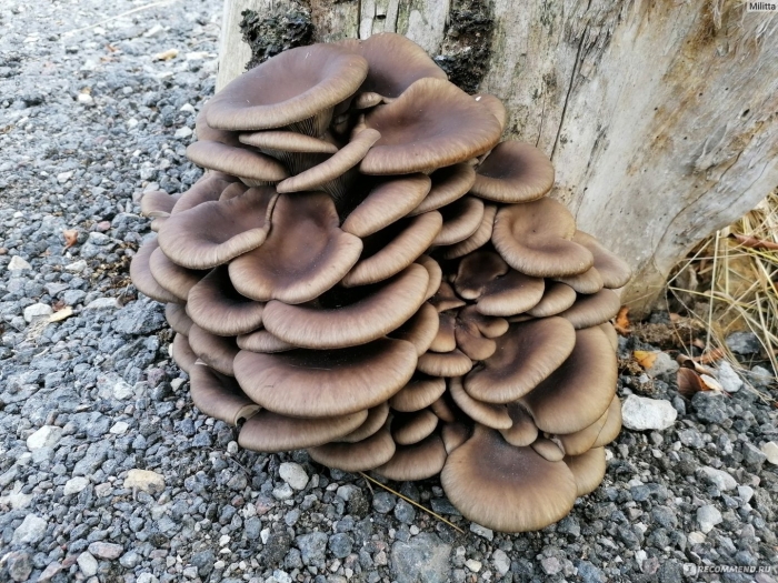 Вешенка лесная ложная