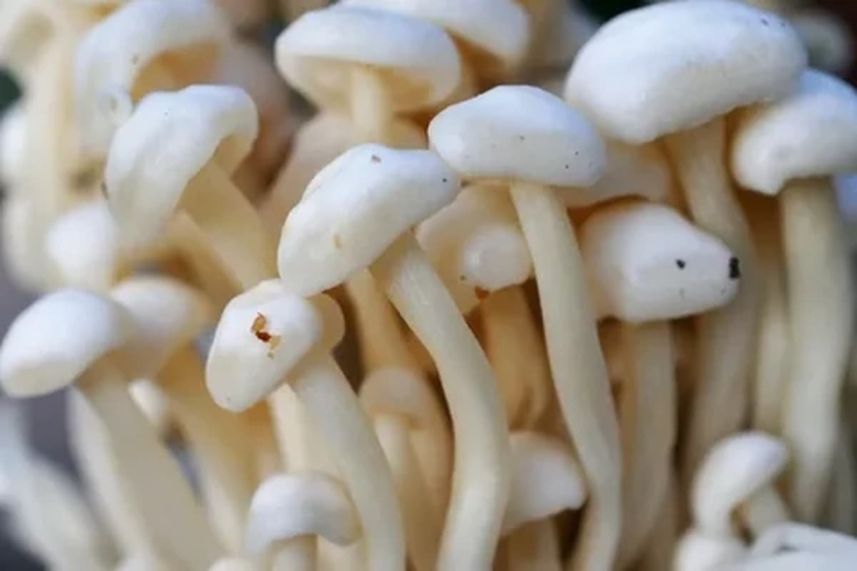 Грибы съедобные корейские