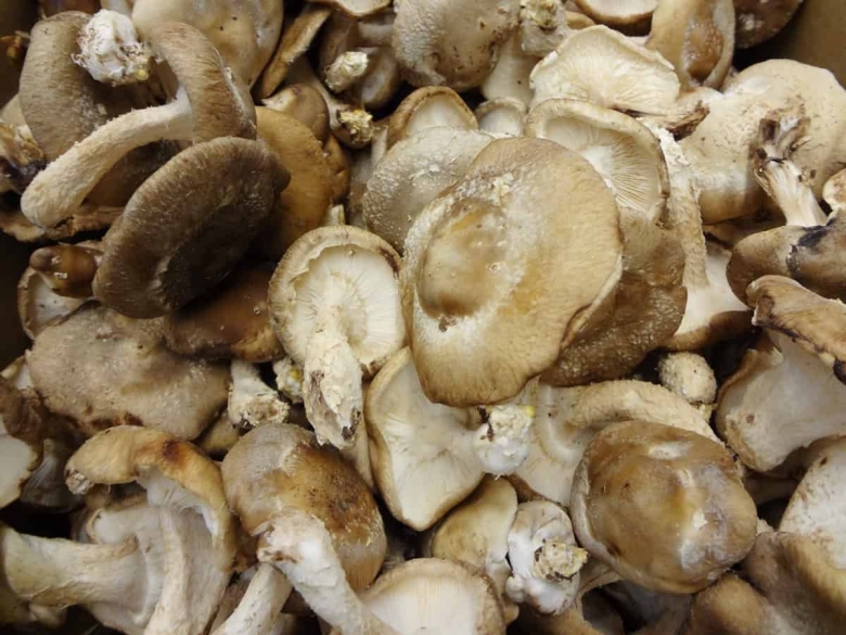 Корейские грибы шиитаке