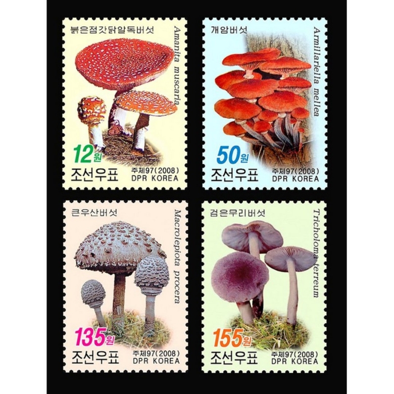 Стрижка Южная Корея грибочек