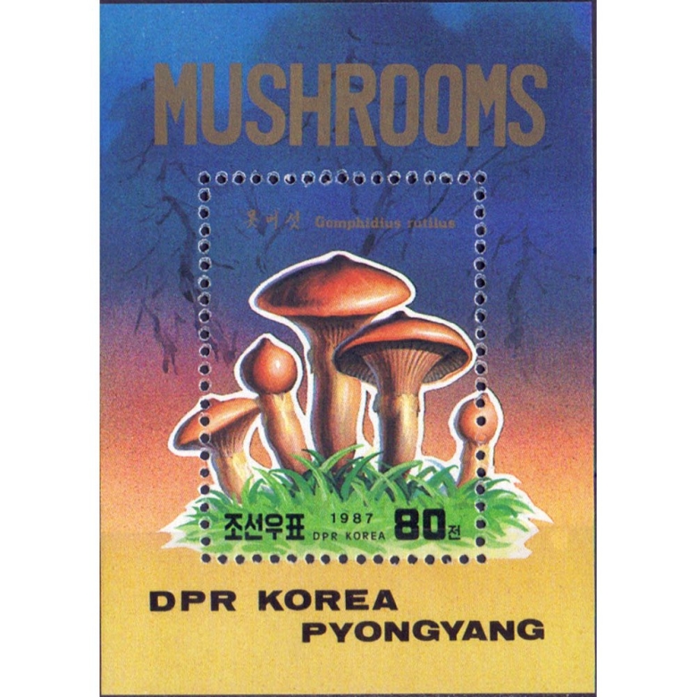 Мокруха пурпурная гриб