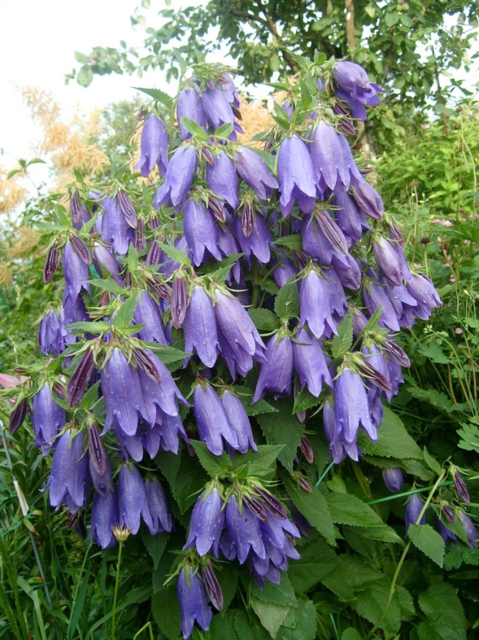 Колокольчик гибридный sarastro