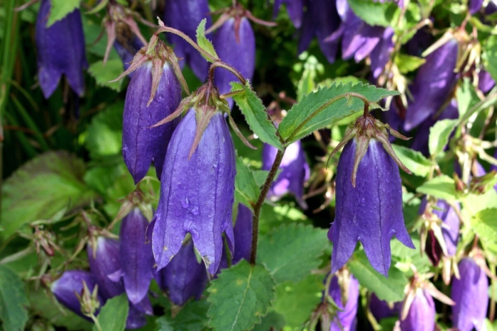 Колокольчик гибридный сарастро