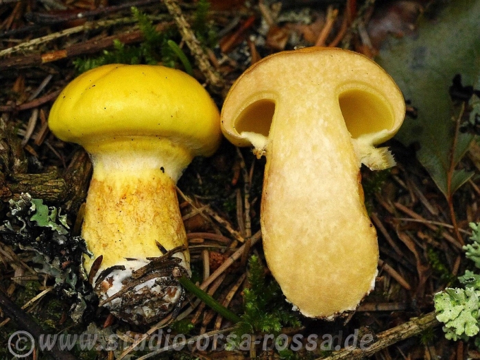 Suillus grevillei