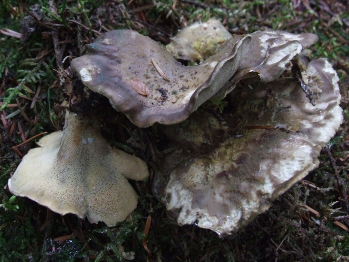 Трутовик овечий альбатреллус