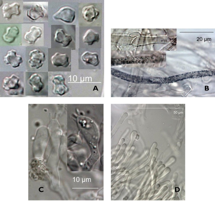 Boletopsis nothofagi