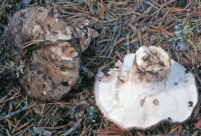 Осиновый груздь lactarius controversus