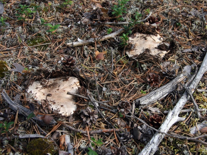 Гриб рядовка тополевая