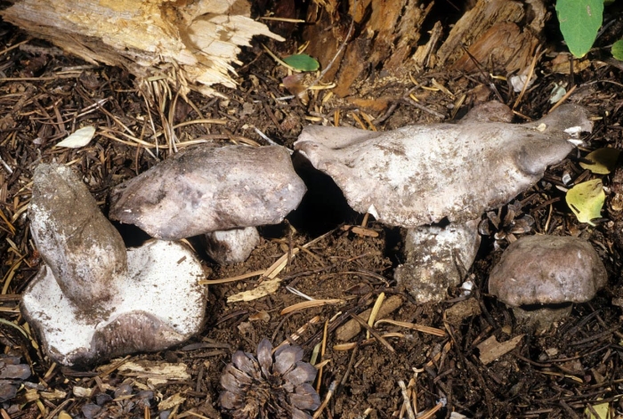 Рядовка серая tricholoma portentosum.
