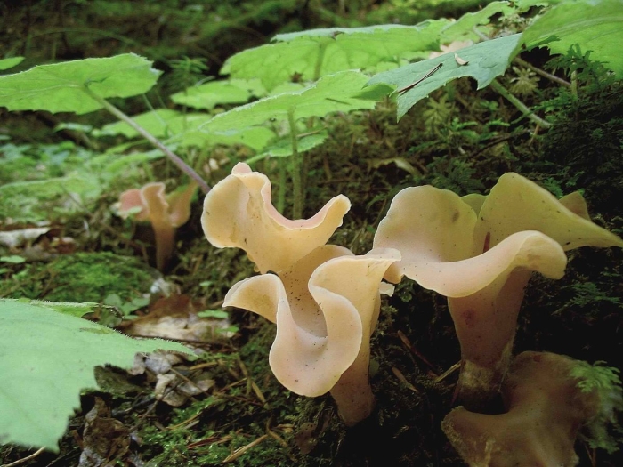 Грибы гепиния