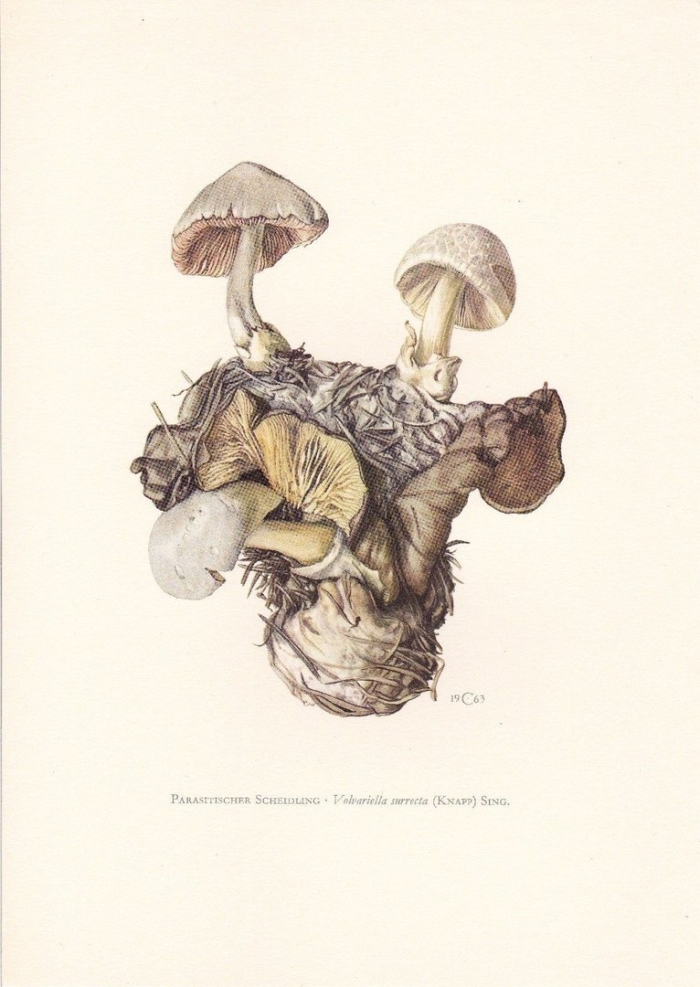 Ботанические иллюстрации грибов старые литографии