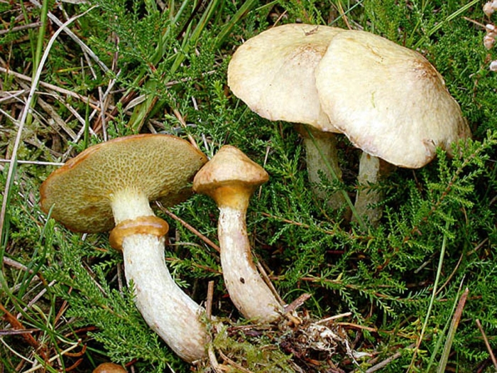 Маслёнок желтоватый болотный