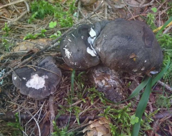Подгруздок чёрный russula adusta