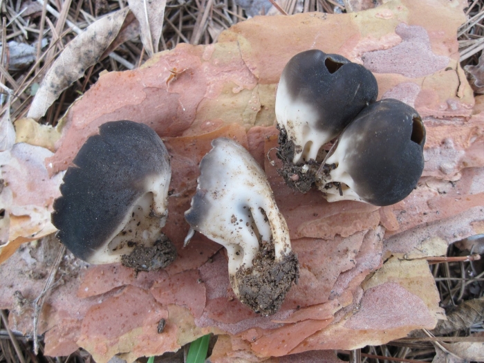 Dissingia leucomelaena