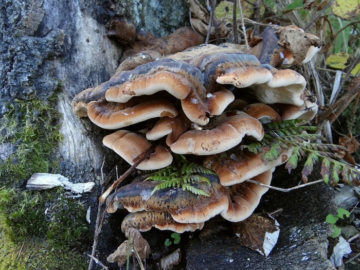 Ишнодерма смолистая